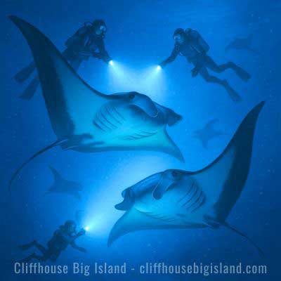 Swimming-with-Manta-Rays-Big-Island-Experiences Swimming-with-Manta-Rays-Big-Island-Experiences