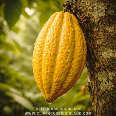cocoa-pod-from-the-big-island-of-hawaii